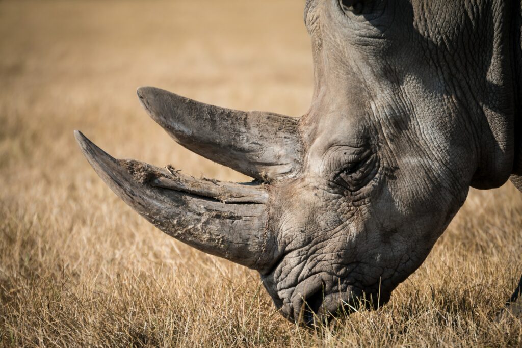 ほかのCADソフトのモデリングデータをRhinocerosで編集する方法 | BEAVER MEDIA